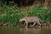 Jaguar (Panthera onca), Pantanal, Mato Grosso, Brasilien.