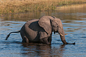 Ein junger afrikanischer Elefant, Loxodonta africana, beim Überqueren des Savute-Kanals. Savute-Kanal, Linyanti, Botsuana.