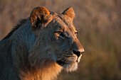 Porträt eines jungen Löwen, Panthera leo.
