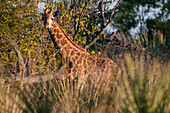 Eine Giraffe, Giraffe camelopardalis, steht zwischen Büschen und Bäumen. Okavango-Delta, Botsuana.