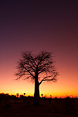 Ein Baobab-Baum in der Dämmerung. Botsuana