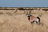 Portrait of a gemsbok, Oryx gazella, standing in tall grass. Botswana