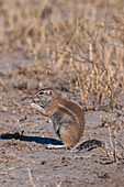 A ground squirrel, Paraxerus cepapi, feeding. Botswana