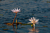 Blühende Seerosen im Chobe-Fluss. Chobe-Fluss, Chobe-Nationalpark, Kasane, Botsuana.