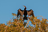 An African darter, Anhinga rufa, drying its wings in a tree top. Chobe River, Chobe National Park, Kasane, Botswana.