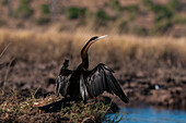 Ein Afrikanischer Schlangenhalsvogel, Anhinga rufa, sonnt sich auf seinen Flügeln. Chobe-Fluss, Chobe-Nationalpark, Kasane, Botsuana.