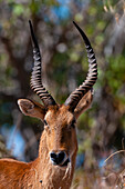 Nahaufnahme eines Puku, Kobus vardonii, beim Kauen von Gräsern. Chobe-Nationalpark, Kasane, Botsuana.