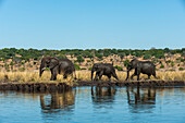 African elephants, Loxodonta africana, walking the Chobe River bank. Chobe River, Chobe National Park, Kasane, Botswana.