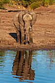 Ein junger afrikanischer Elefant, Loxodonta africana, am Ufer. Chobe-Fluss, Chobe-Nationalpark, Kasane, Botsuana.