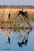 A reed cormorant and an African darter, perched along the Chobe River. Chobe River, Chobe National Park, Kasane, Botswana.