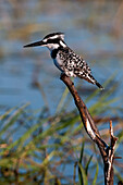 A pied kingfisher, Ceryle rudis, perched at the river side. Chobe River, Chobe National Park, Kasane, Botswana.