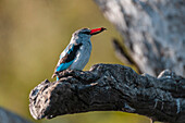 Ein Waldeisvogel, Halcyon senegalensis, mit Beute im Schnabel. Chobe-Fluss, Chobe-Nationalpark, Kasane, Botsuana.