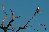 Ein afrikanischer Fischadler, Haliaeetus vocifer, sitzt in einer Baumkrone. Chobe-Fluss, Chobe-Nationalpark, Kasane, Botsuana.