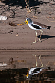 Porträt eines Weißscheitelkiebitzes, Vanellus albiceps, am Ufer des Flusses. Chobe-Fluss, Chobe-Nationalpark, Kasane, Botsuana.