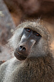 Close up portrait of a Chacma baboon, Papio cynocephalus. Chobe National Park, Kasane, Botswana.