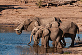 A group of African elephants, Loxodonta africana, drinking. Chobe National Park, Kasane, Botswana.