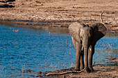Ein junger afrikanischer Elefant, Loxodonta africana, am Ufer des Wassers. Chobe-Nationalpark, Kasane, Botsuana.