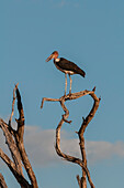 A marabou stork, Leptoptilos crumeniferus, perched in a dead tree top. Chobe National Park, Kasane, Botswana.