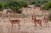 Ein männlicher Löwe, Panthera leo, auf der Pirsch nach Impalas, Aepyceros melampus. Chobe-Nationalpark, Kasane, Botsuana.