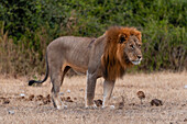 Portrait of a male lion, Panthera leo. Chobe National Park, Kasane, Botswana.