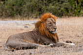 Porträt eines wachsamen männlichen Löwen, Panthera leo, in Ruhe. Chobe-Nationalpark, Kasane, Botsuana.
