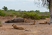 Ein Löwenrudel, Panthera leo, ruht sich in der Nähe eines toten afrikanischen Elefanten aus. Chobe-Nationalpark, Kasane, Botsuana.