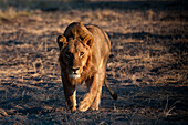 Porträt eines jungen männlichen Löwen, Panthera leo, beim Gehen. Chief Island, Moremi-Wildreservat, Okavango-Delta, Botsuana.