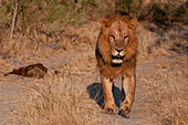 Porträt eines männlichen Löwen, Panthera leo, der auf einer unbefestigten Straße läuft. Häuptlingsinsel, Moremi-Wildreservat, Okavango-Delta, Botsuana.