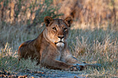 Eine Löwin, Panthera leo, ruht sich im Schatten aus. Häuptlingsinsel, Moremi-Wildreservat, Okavango-Delta, Botsuana.