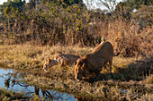 Eine Löwin und ein Löwe, Panthera leo, die sich zum Trinken niederkauern. Häuptlingsinsel, Moremi-Wildreservat, Okavango-Delta, Botsuana.