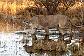 A lioness, Panthera leo, walking out into a waterway. Chief Island, Moremi Game Reserve, Okavango Delta, Botswana.