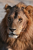 Eine Nahaufnahme eines männlichen Löwen, Panthera leo. Häuptlingsinsel, Moremi-Wildreservat, Okavango-Delta, Botsuana.