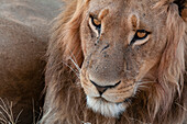 Nahaufnahme eines männlichen Löwen, Panthera leo, beim Ruhen. Häuptlingsinsel, Moremi-Wildreservat, Okavango-Delta, Botsuana.