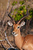 Porträt eines Impalas, Aepyceros melampus, beim Fressen. Häuptlingsinsel, Moremi-Wildreservat, Okavango-Delta, Botsuana.