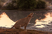 Eine Löwin, Panthera leo, gähnt. Häuptlingsinsel, Moremi-Wildreservat, Okavango-Delta, Botsuana.