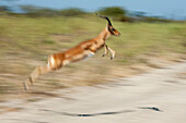 Ein Impala, Aepyceros melampus, läuft und springt. Häuptlingsinsel, Moremi-Wildreservat, Okavango-Delta, Botsuana.