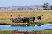 A herd of African elephants, Loxodonta africana, gathered at a waterhole. Common zebras and birds grazing nearby. Chobe National Park, Botswana.