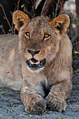 Porträt eines Löwen, Panthera leo, beim Ruhen. Chobe-Nationalpark, Botsuana.