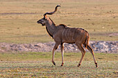 Porträt eines männlichen Großen Kudu, Tragelaphus strepsiceros. Chobe-Nationalpark, Botsuana.