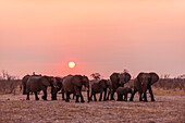 Eine Herde afrikanischer Elefanten, Loxodonta africana, bei Sonnenuntergang. Savuti, Chobe-Nationalpark, Botsuana.