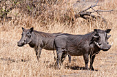 Portrait of a pair of warthogs, Phacochoerus africanus. Savuti, Chobe National Park, Botswana.