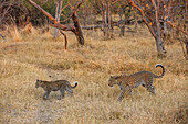 Ein weiblicher Leopard, Panthera pardus, geht mit seinem Jungen im Gras spazieren. Okavango-Delta, Botsuana.