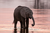 An African elephant calf, Loxodonta africana, drinking water tinted pink by the sunset. Okavango Delta, Botswana.