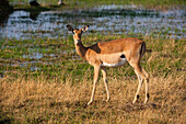 Porträt eines Impalas, Aepyceros melampus. Okavango-Delta, Botsuana.