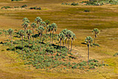 An aerial view of a stand of palm trees in the Okavango Delta. Okavango Delta, Botswana.