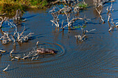 Aerial view of a hippopotamus, Hippopotamus amphibius, in water. Okavango Delta, Botswana.