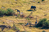 Luftaufnahme einer südlichen Giraffe, Giraffa camelopardalis, und eines afrikanischen Elefanten, Loxodonta africana. Okavango-Delta, Botsuana.