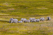 An aerial view of a herd of African elephants, Loxodonda africana, walking in tall grass. Okavango Delta, Botswana.