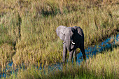 Aerial view of an African elephant, Loxodonda africana. Okavango Delta, Botswana.