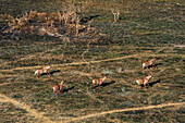 Aerial view of roan antelopes, Hippotragus equinus, running. Okavango Delta, Botswana.
